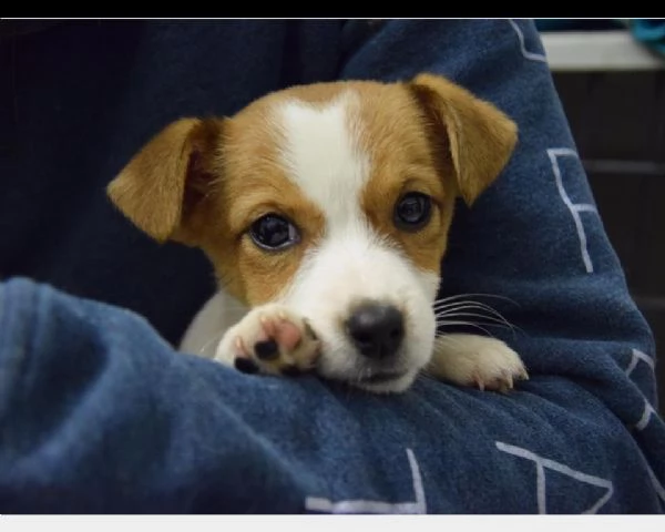 splendidi cuccioli di jack russel terrier