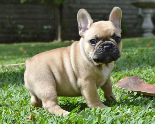 cucciolo di bulldog francese