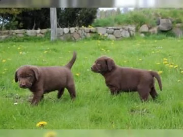 stupende cuccioli di larador retriever