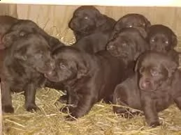 cuccioli labrador per adozione | Foto 0