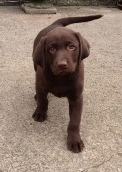 cuccioli labrador per adozione