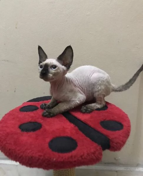 femmina e maschio devon rex