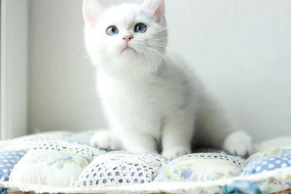 british shorthair bianco e blue