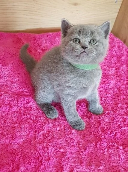 british shorthair bianco e blue | Foto 0