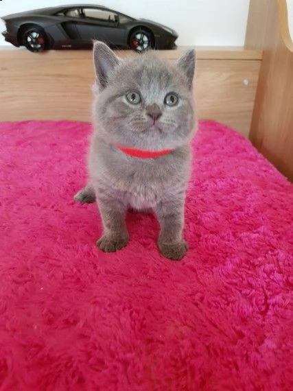 british shorthair pedigree