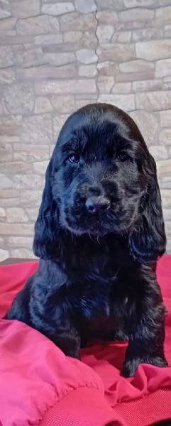 Cocker  spaniel inglese 