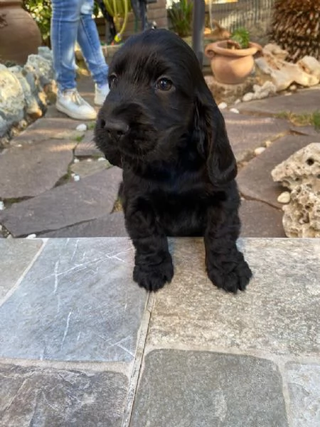 Cocker  spaniel inglese  | Foto 3