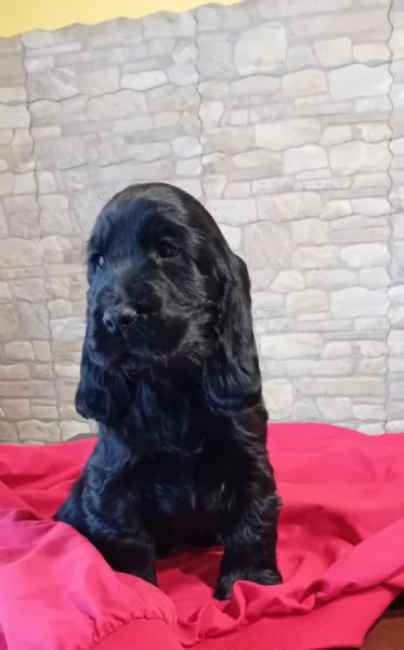 Cocker  spaniel inglese  | Foto 1