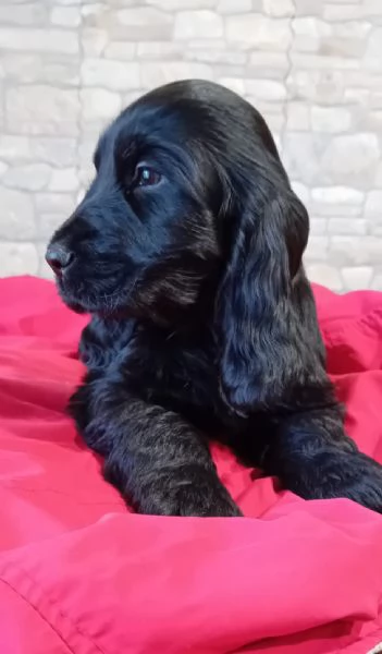 Cocker  spaniel inglese  | Foto 0