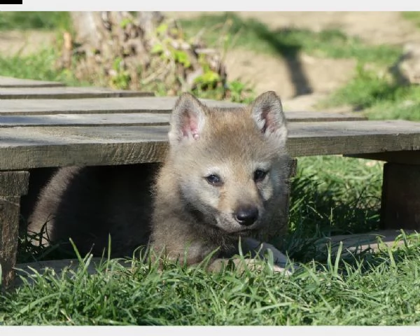 cuccioli cane lupo cecoslovacco | Foto 1