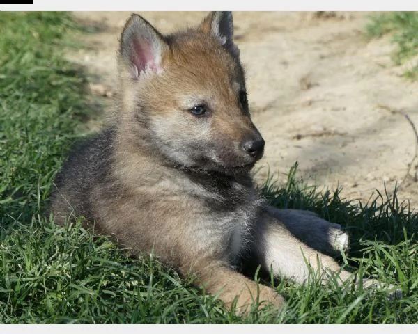 cuccioli cane lupo cecoslovacco