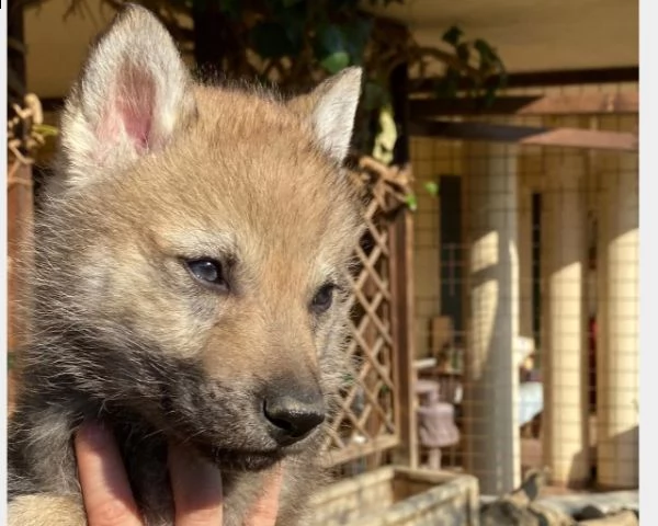 cuccioli cane lupo cecoslovacco | Foto 0