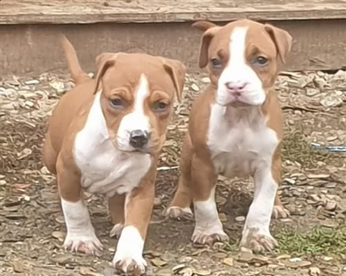 cuccioli pitbull alta genealogia