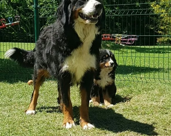 cuccioli di bovaro del bernese | Foto 2