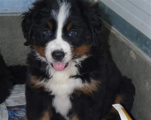 cuccioli di bovaro del bernese