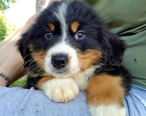 cuccioli di bovaro del bernese | Foto 1