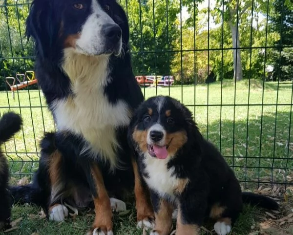 cuccioli di bovaro del bernese | Foto 0