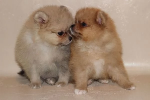 bellissimi cuccioli di spitz nano di pomerania