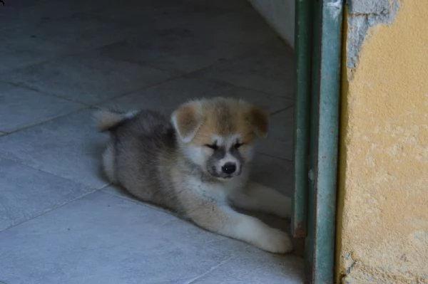 cucciole akita inu pedigree enci. | Foto 0