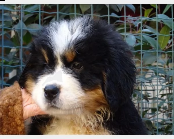 cucciola di bovaro del bernese | Foto 0