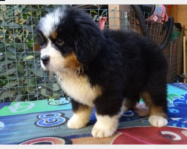 cucciola di bovaro del bernese