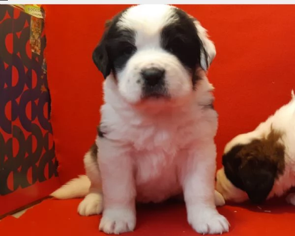 san bernardo cuccioli pelo lungo 