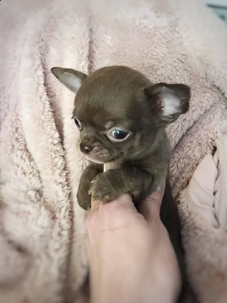 cuccioli di chihuahua