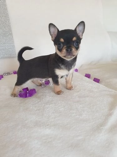 cuccioli di chihuahua | Foto 1