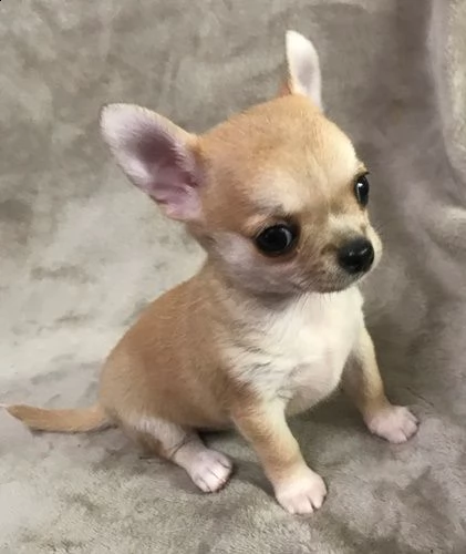 cuccioli di chihuahua | Foto 0