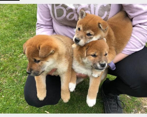 cuccioli shiba inu 