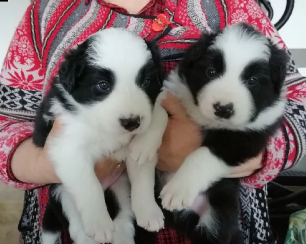 ciccioli border collie