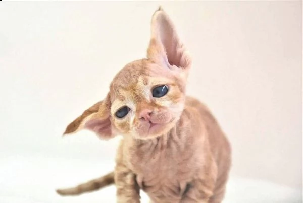 devon rex gattini regalo