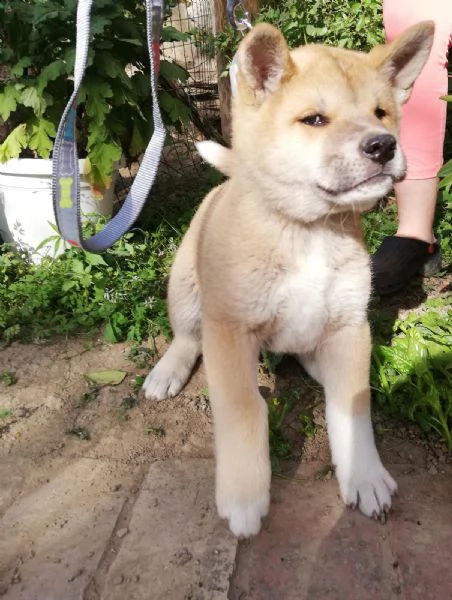 vendo bellissimi cuccioli di akita inu | Foto 8