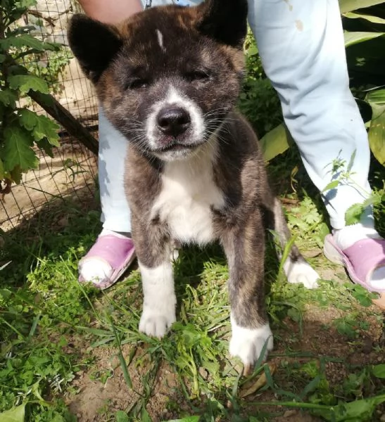 vendo bellissimi cuccioli di akita inu | Foto 7