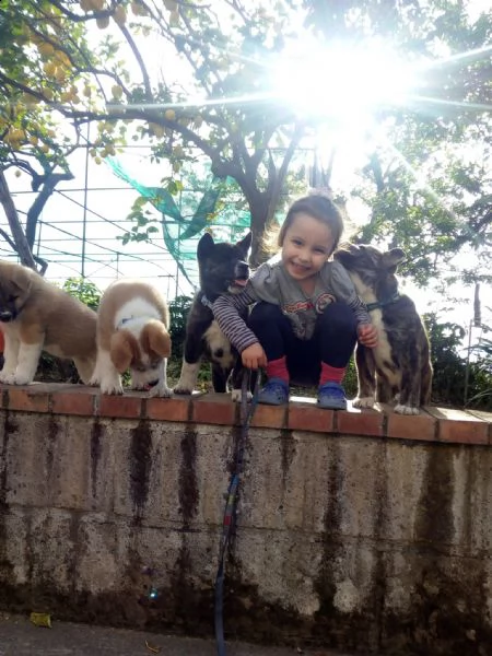 vendo bellissimi cuccioli di akita inu | Foto 6