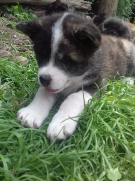 vendo bellissimi cuccioli di akita inu | Foto 5