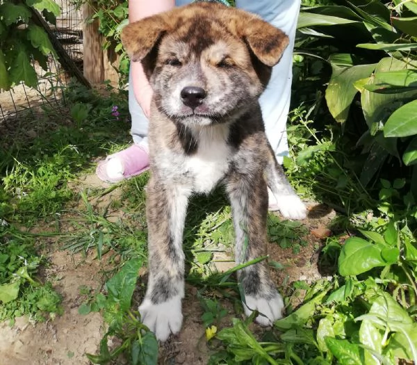 vendo bellissimi cuccioli di akita inu | Foto 4