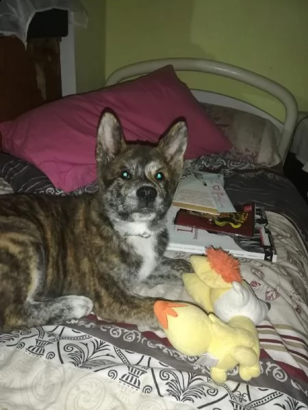 vendo bellissimi cuccioli di akita inu