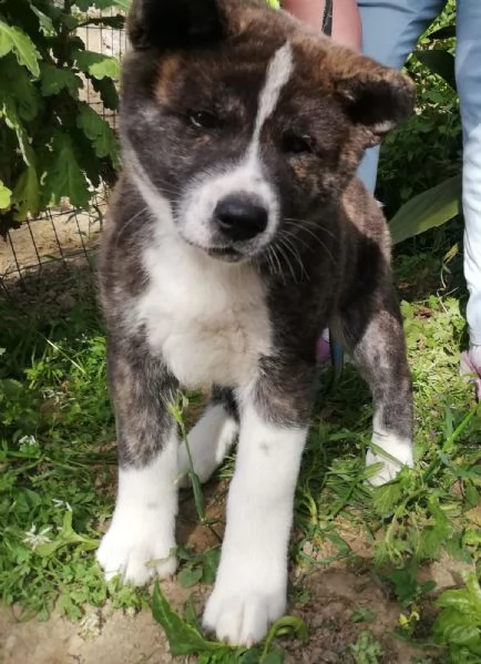 vendo bellissimi cuccioli di akita inu | Foto 2