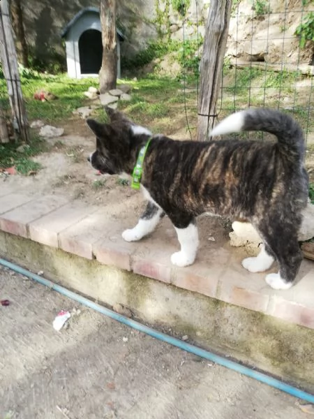 vendo bellissimi cuccioli di akita inu | Foto 1