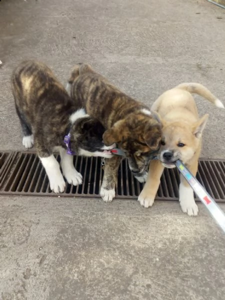 vendo bellissimi cuccioli di akita inu | Foto 0