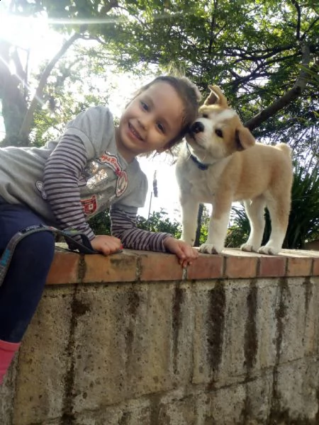 cucciolo di akita inu cerca casa