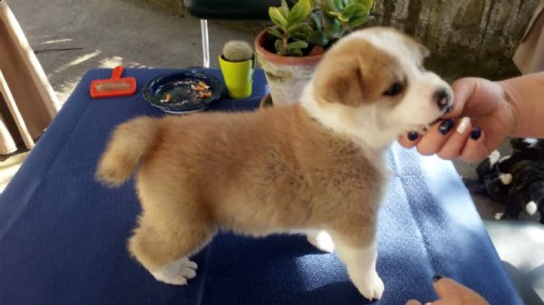 cucciolo di akita inu cerca casa | Foto 1