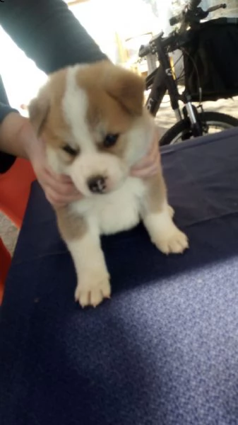 cucciolo di akita inu cerca casa | Foto 0