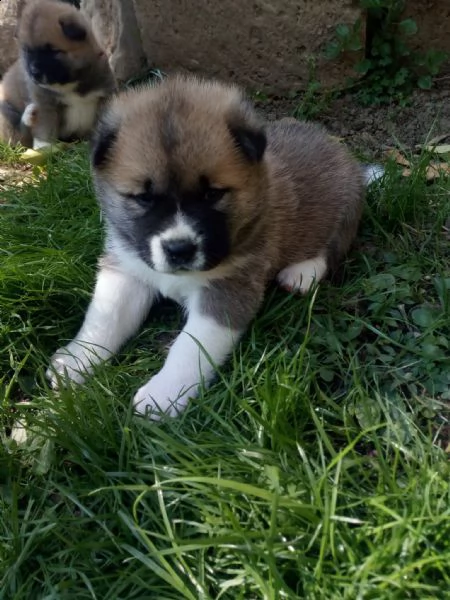 akita inu cuccioli | Foto 2