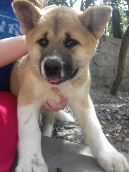 akita inu cuccioli | Foto 1