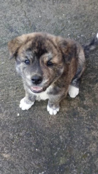 akita inu cuccioli | Foto 0