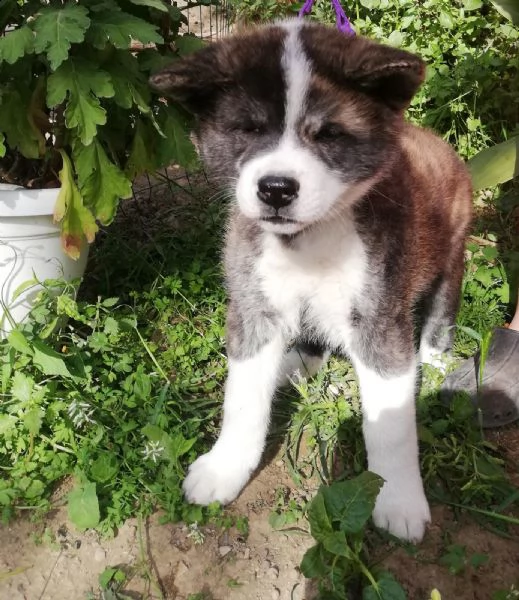 disponibili akita inu tigrati