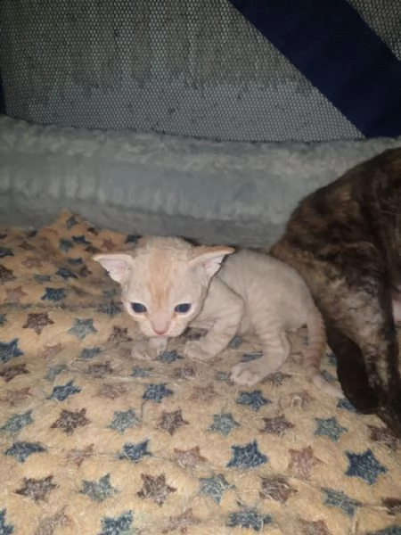 bellissimi cuccioli devon rex | Foto 0