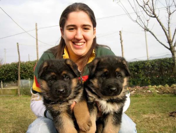 regalo pastore tedesco cuccioli